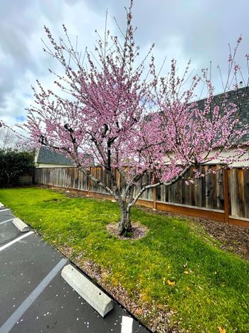 a tree with pink blossoms in a yard next to a fence